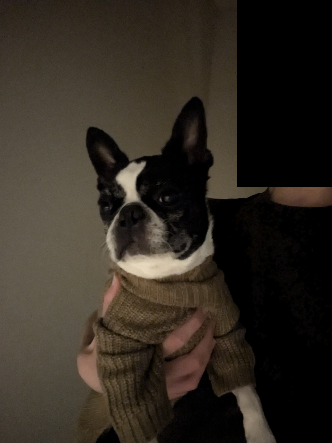 Royce in his new sweater